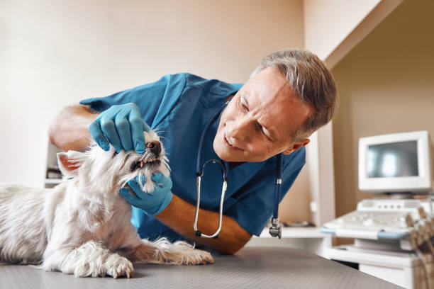 Best Emergency Tooth Extraction in Camp Springs, MD